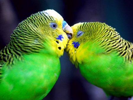 домашние животные попугаи